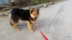 imagine-articol2_46010