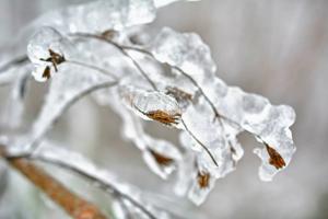 imagine-articol8_42937