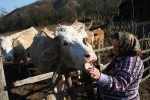 Subventiile pentru bovine si ovine: 31 mai – data limita de depunere a cererilor