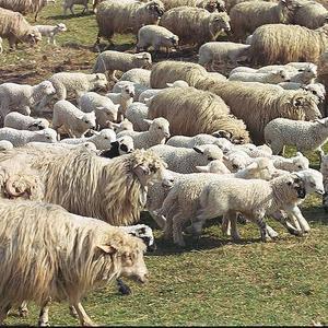 Disparut din Botosani, cautat in Salaj