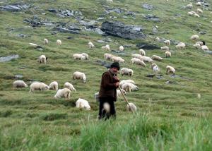 De azi bani pentru ovine si capre