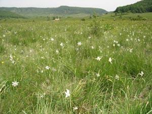 O minune a naturii Poiana cu narcise