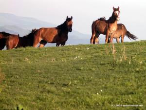 Carnea de cal fara complexe