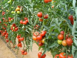 Recomandari pentru protectia tomatelor in lunile august – septembrie