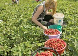 Infiinţarea plantaţiilor anuale de căpşuni