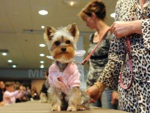 Primul hotel pentru animale din Romania inaugurat la Bucureşti