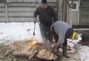 Hrănirea porcilor inainte de sacrificare