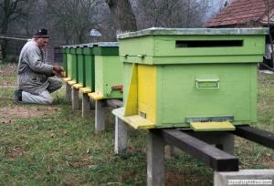 Hrănirea albinelor pe timpul iernii