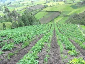 Se dau bani pentru lapte şi agricultură ecologică