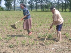 Agricultura – o afacere profitabilă pentru 2011