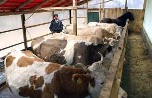 Crescătorii de bovine pot să-şi ridice adeverinţele de la APIA in vederea creditării