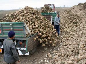 Sfecla de zahăr revine in agricultura Sălajului