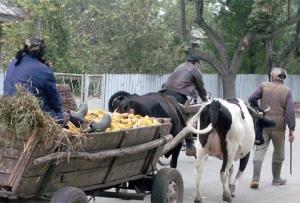 Scumpirea cerealelor – salvarea ţăranului