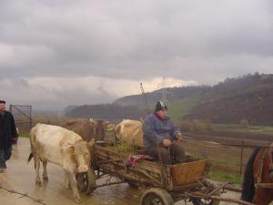 Targ de ţară la Jibou şi Nuşfalău