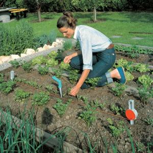 Plantarea răsadurilor in grădină