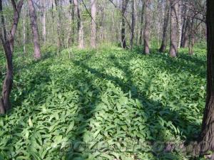 Leurda, planta tinereţii veşnice