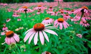 In atenţia producătorilor agricoli cultivatori şi/sau culegători de plante medicinale şi aromatice