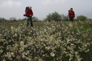 Infloreşte porumbarul