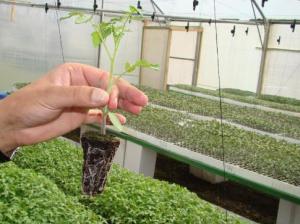 E vremea plantatului: tomate, ardei, vinete