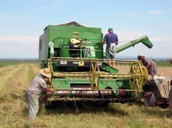 Tot ce aşteaptă agricultorii, ceasul bun de recoltat