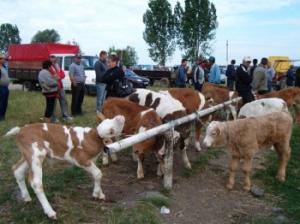 Targ de ţară la Jibou şi Nuşfalău