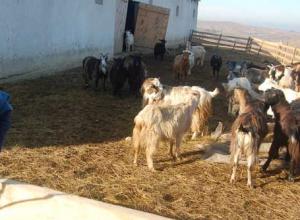 imagine-articol_24855