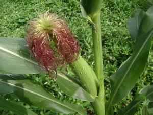 imagine-articol_24857