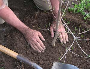 Plantarea de toamna a pomilor fructiferi