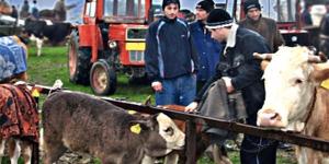 Doua targuri de tara: la Jibou si Nusfalau