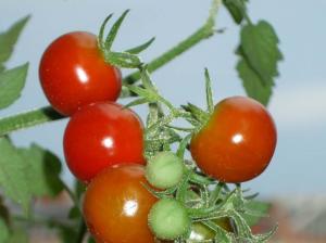 imagine-articol_25865