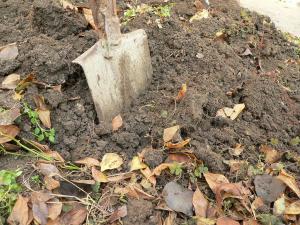 imagine-articol_25867