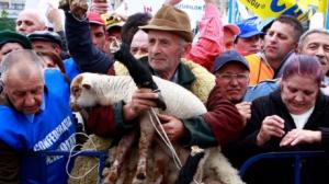 Nici un salajean la protestele crescatorilor de bovine