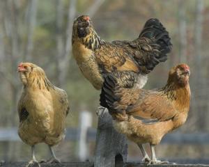 Pasarile de curte in sezonul rece