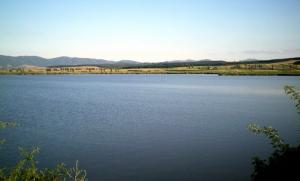 O tona de puiet de peste a ajuns in lacul de la Virsolt