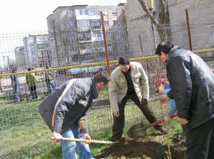 Plantari de arbori ornamentali la Virsolt