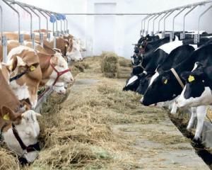 Crescatorii de bovine sunt la ananghie