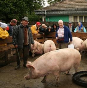 Dupa opt ani de interdictie se reia exportul de carne de porc