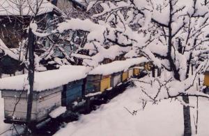 imagine-articol_27364