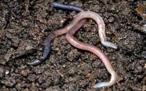 imagine-articol_27366