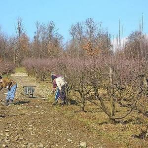 Lucrari agricole in luna martie