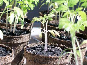 Rasadurile de tomate in primele saptamani de la germinare