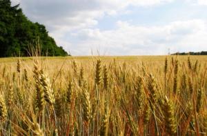 Camerele Agricole si balbaielile legislative