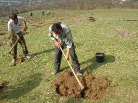 Se pot depune proiecte pentru impadurirea terenurilor agricole