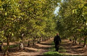 „Plantatia de nuci”, o afacere profitabila