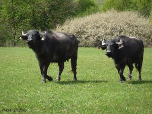 Marele Premiu si patru premii intai pentru bivolii din Salaj la „Agraria”