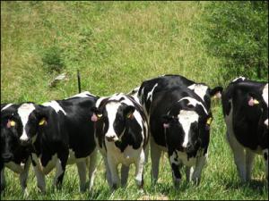 Din 15 mai se pot solicita subventiile pentru bovine pe 2012