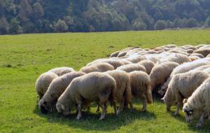 Subventii la ovine si caprine vin si fara a doua crotalie