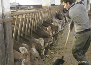 Cererile pentru subventia la bovine pe ultima suta de metri