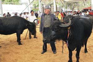 Trei targuri de tara Jibou, Nusfalau, Sarmasag