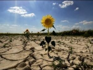 Agricultorii afectati de seceta pot sa mai astepte